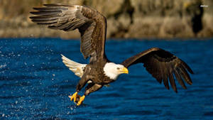 Bald Eagle Hunting Fish Wallpaper