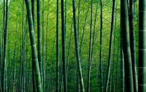 Bamboo Forest In A Green Forest Wallpaper