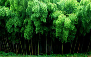 Bamboo Forest Leafy Trees Wallpaper