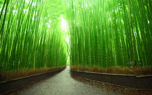 Bamboo Forest Passage Wallpaper