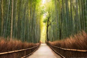 Bamboo Forest Path With Dried Grass Wallpaper