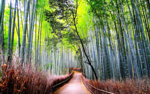 Bamboo Forest Road Wallpaper