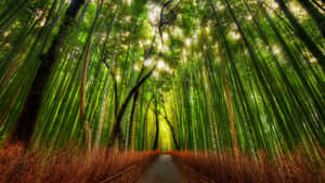 Bamboo Forest Roadway Wallpaper