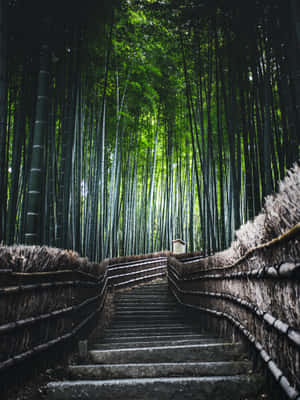 Bamboo Forest Staircase Pathway Wallpaper