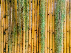 Bamboo Forest Wall Wallpaper