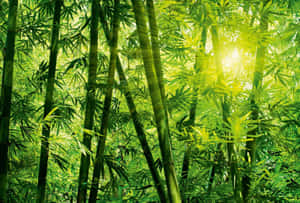 Bamboo Forest With Bright Sun Wallpaper