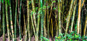 Bamboo Forest With Plants Wallpaper