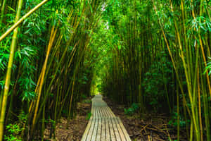 Bamboo Forest Wood Plank Path Wallpaper