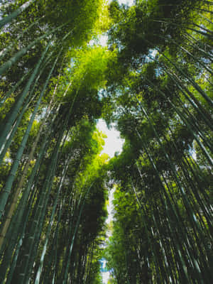 Bamboo Forest Woods Wallpaper
