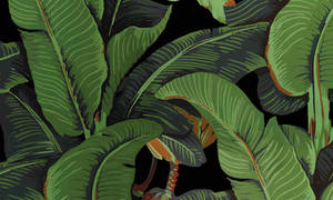 Banana Leaf Black Background Digital Art Wallpaper