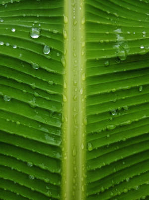 Banana Leaf Droplets Close-up Photography Wallpaper