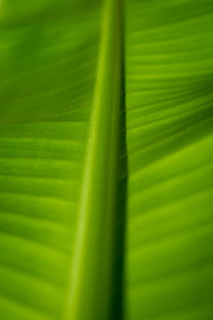 Banana Leaf Macro Photography Wallpaper
