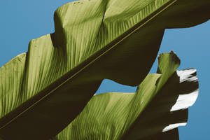 Banana Leaf Under Blue Sky Wallpaper