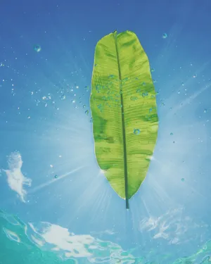 Banana Leaf With Sunrays Wallpaper