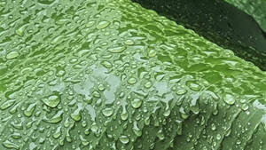 Banana Leaf With Water Droplets Wallpaper