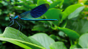 Banded Demoiselle Dragonfly Wallpaper