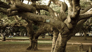 Bangalore Lalbagh Trees Wallpaper