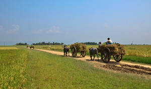 Bangladesh Willow Farmers Wallpaper