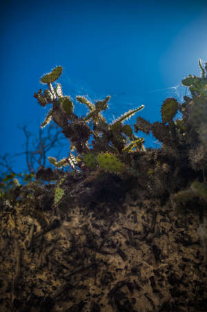 Barbados In Underwater Wallpaper