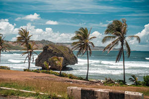 Barbados With Trees And Rock Wallpaper