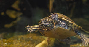 Barbour's Map Turtle Swimming Wallpaper