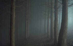 Bare Trees In An Ominous Forest Wallpaper