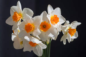 Barrett Browning Narcissus Flower Wallpaper
