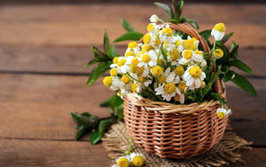 Basket Of White Daisy Aesthetic Wallpaper