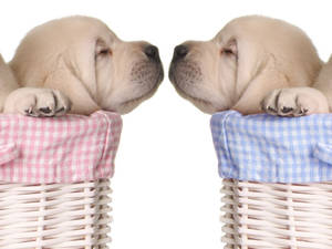 Basket Puppy Desktop Hd Wallpaper