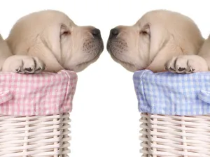 Basket Puppy Desktop Hd Wallpaper