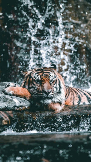 Bathing Tiger Wild Animal Wallpaper