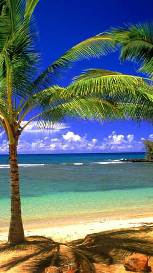 Beach Phone Palm Tree Wallpaper