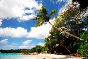 Beach Resort With Trees Wallpaper