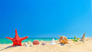 Beach Scene Star Fish Seashells Wallpaper