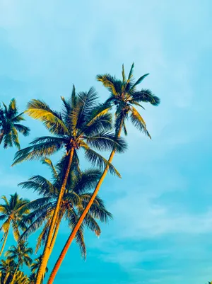 Beach Trees Summer Phone Wallpaper