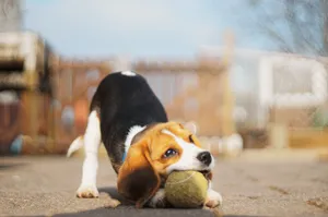 Beagle Biting A Tennis Ball Wallpaper