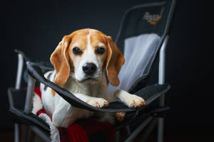 Beagle In A Folding Chair Wallpaper