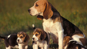 Beagle Mom With Puppies Wallpaper