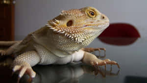 Bearded Dragon Close Up Wallpaper