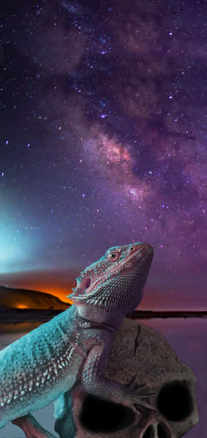 Bearded Dragon Starry Night Skull Wallpaper