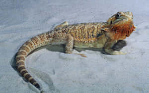 Bearded Dragonon Sand.jpg Wallpaper