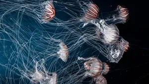 Beautiful 4k Jellyfish Swimming In Colorful Coral Reef Wallpaper