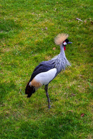 Beautiful Birds Gray Crowned Crane Wallpaper