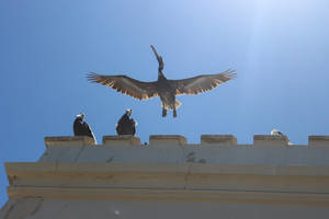 Beautiful Birds Taking Flight Wallpaper