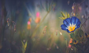 Beautiful Blue Morning Glory In Full Bloom Wallpaper