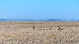 Beautiful Blue Sky Over A Plain Wallpaper