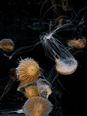 Beautiful Brown Jellyfish Wallpaper