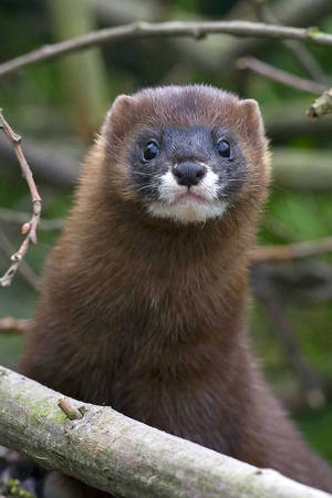 Beautiful Brown Mink Wallpaper