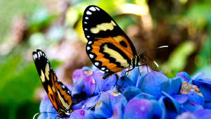 Beautiful Butterflies On Flowers Wallpaper