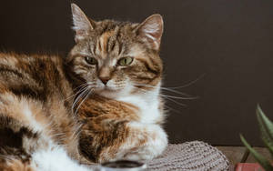 Beautiful Cat In Gray Rug Wallpaper